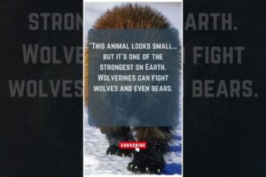 This Animal Fights Bears😱🦡#shorts #youtubeshorts #facts
