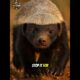 “This Animal Fights LIONS and Survives ANYTHING! 🐾😳” #wildlife #wildzone #honeybadger  #animals