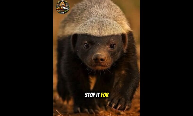 “This Animal Fights LIONS and Survives ANYTHING! 🐾😳” #wildlife #wildzone #honeybadger  #animals