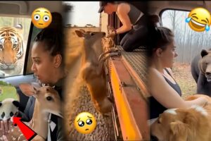 This Animal Rescue Videos will Shock you 😬