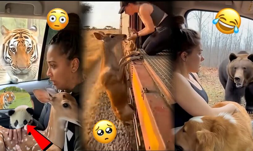 This Animal Rescue Videos will Shock you 😬