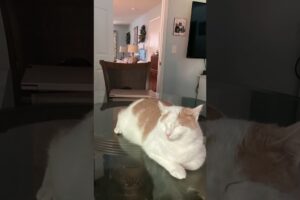 This Cat Refuses to Live a Boring Life 😂