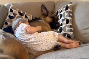 This Dog Thinks the Baby Is His Job