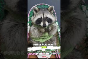 This Guy Found Lost Baby Squirrels and Rescued Them 😲❤️