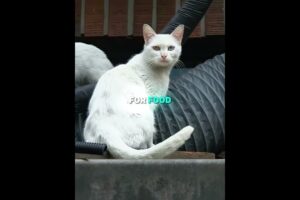 This Mother Cat Hid Six Kittens Above an Office 🐱⚡ (📷 Kritter Club) #shorts #cat #kittens