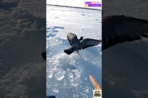 This Pigeon Panicked… Then Froze ❄️ POV Rescue #animalrescue #shorts