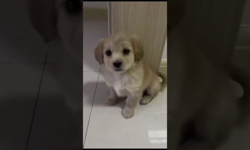 This Puppy's First Mirror Moment is Too Cute #puppies  #countrydog #dogvlog #puppy #dog  #dogs