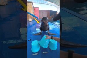 This Seal Cries Like A Child 🦭😂