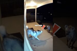 This dog chose her puppy over her own life 💔