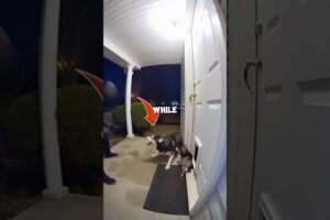 This dog sacrificed her life to protect her puppy 💔