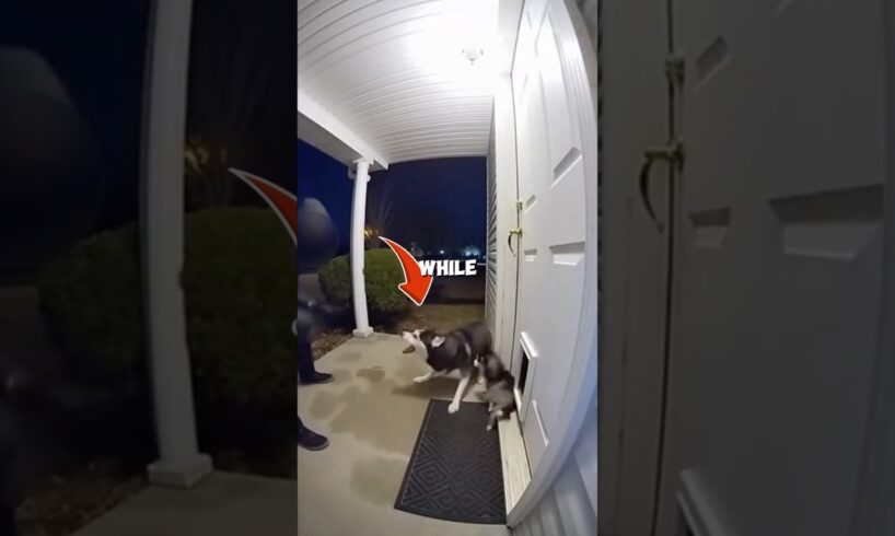 This dog sacrificed her life to protect her puppy 💔