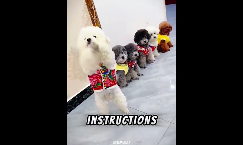 This girl has a lot of smart and cute puppies 🐶 #shorts