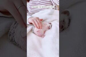 This man found a lost hedgehog and adopted it