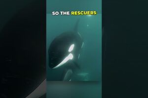 This orca approached humans and asked them for help ❤️ #shorts