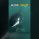 This orca approached humans and asked them for help ❤️ #shorts