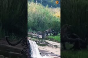 Three leopards vs one honey badger! #wildlife #shorts credit by :@andbeyondtravel