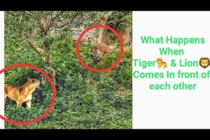Tiger 🐅 Vs Lioness 🦁- Ahmno Sahmne 😈