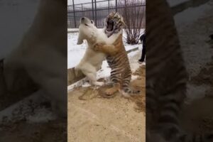 Tiger like , Stay away from my Play Point 🤪😜