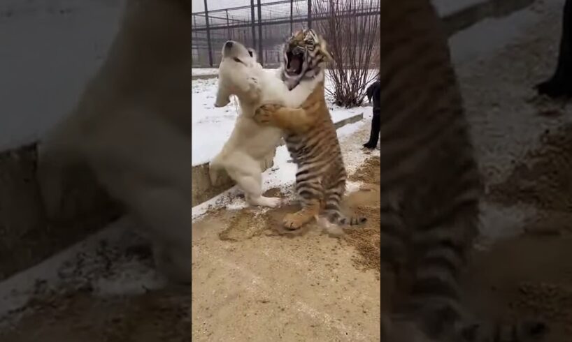Tiger like , Stay away from my Play Point 🤪😜