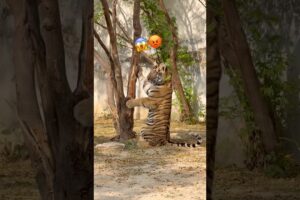 Tiger playing 😡 #love #hijabi #lion #hijab #wildliferescue #wildcats #animals 😱 #tigerspotted 😡