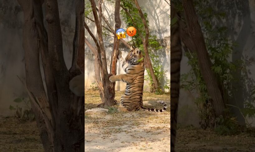Tiger playing 😡 #love #hijabi #lion #hijab #wildliferescue #wildcats #animals 😱 #tigerspotted 😡