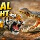 Tiger vs Lion vs Crocodile  Cow Saves Life  Shocking Animal Fights