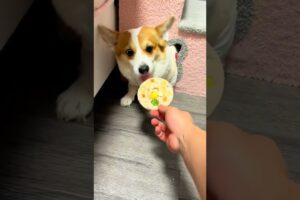 Today is super silky, okay, Corgi's cute dog pet debuts, plans to make dogs cute videos, must ha