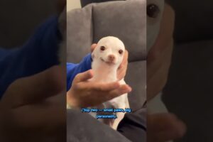 Top 4 Cutest Puppies Ever That Will Melt Your Heart 🐶💖#CutestPuppy#CuteDogs#PuppyLove#AdorablePuppy