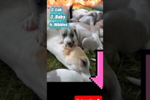 Top 4 Cutest Puppies #cute #puppy