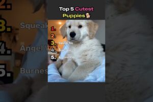 Top 5 Cutest Puppies
