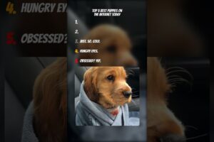 Top 5 Cutest Puppies I Found Today