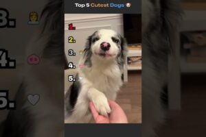 Top 5 Cutest Puppies That Will Make You Smile 🐶💕 #adorable #dogs #shorts