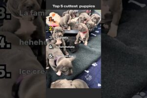 Top 5 Cutest Puppies! Which one is your favorite?%shorts #puppy #puppies #cute #cutedog #cutestbaby