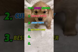 Top 5 cutest puppies pt2 #shorts