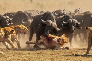 Tragic! Most Ruthless Lion Attacks on Earth Ever Recorded - Wild Animal Fights