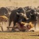 Tragic! Most Ruthless Lion Attacks on Earth Ever Recorded - Wild Animal Fights