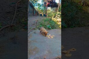 Tum Bahut Cute Ho Yaar🤣#cute #puppies #viralreel #shorts #memes #funny