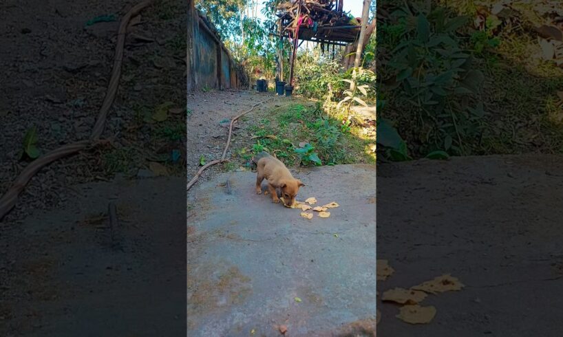 Tum Bahut Cute Ho Yaar🤣#cute #puppies #viralreel #shorts #memes #funny