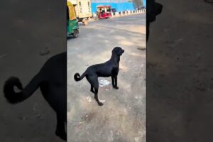 Tumor dog case release 🐕🐾 | Part -3 || #shorts #dogrescue.