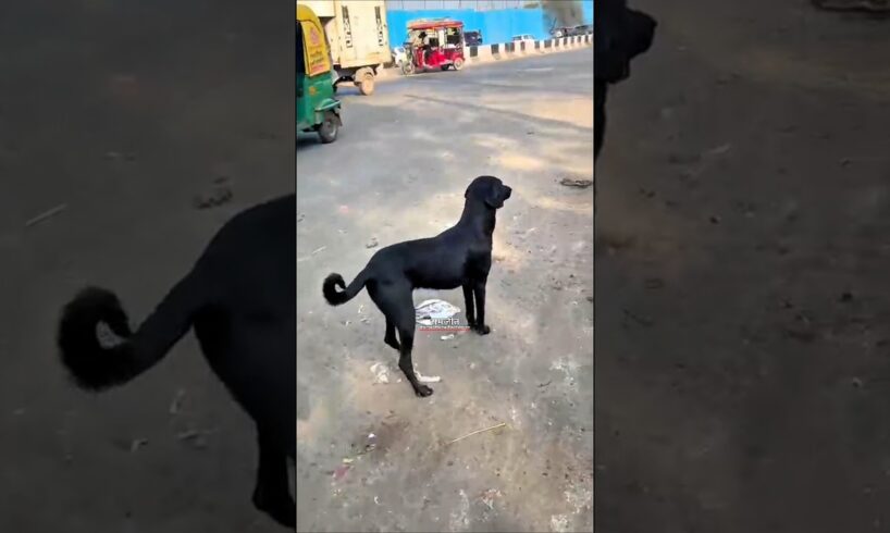 Tumor dog case release 🐕🐾 | Part -3 || #shorts #dogrescue.