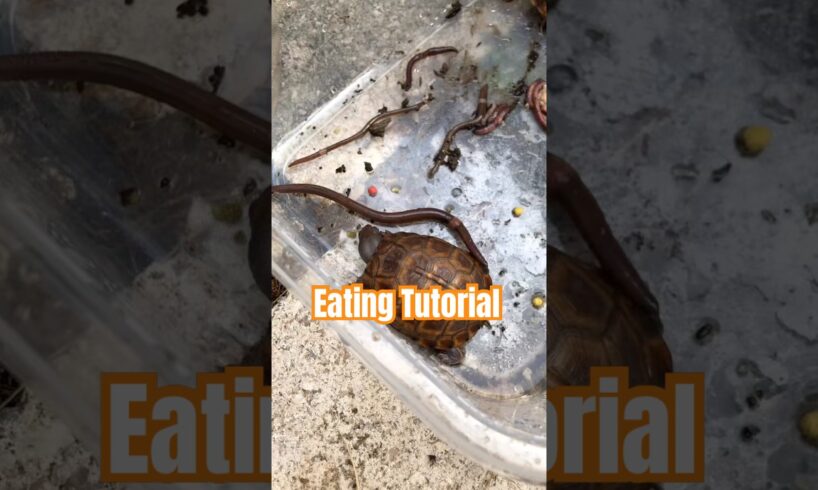 Turtle Eating 101: Step 1 — Cut the Worm in Half!  #HolidaysOnShorts