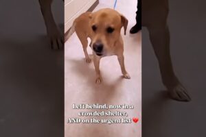 URGENT 💔 BENFORD - Lets help him get out of the shelter to safety