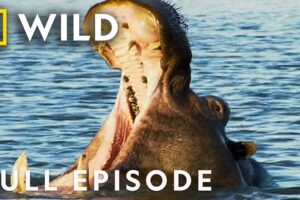 Ultimate Fighters (Full Episode) | Ultimate Animal Countdown | Nat Geo Animals