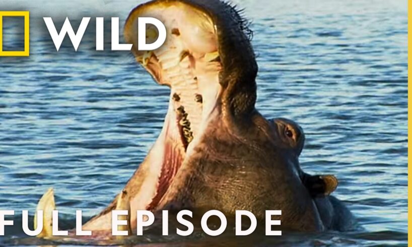 Ultimate Fighters (Full Episode) | Ultimate Animal Countdown | Nat Geo Animals