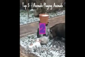 Unlikely Friends - Top 5 Animals Playing Together #dogshorts #dogs #animals #new #newshorts