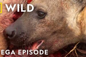 Vicious Animal Showdowns | Animal Fight Night S2 MEGA Episode | Nat Geo Animals