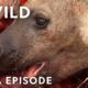 Vicious Animal Showdowns | Animal Fight Night S2 MEGA Episode | Nat Geo Animals