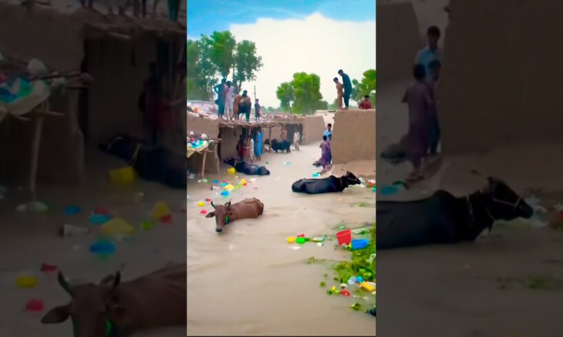 Village Animals in Flood Water😭😭🌧🌧