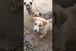 Village Cute Puppies 🐶❤️ | Adorable Barking