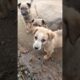Village Cute Puppies 🐶❤️ | Adorable Barking